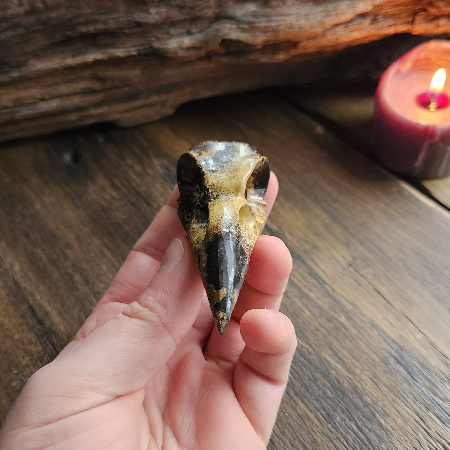 Crâne de corbeau en Bois fossilisé n°1