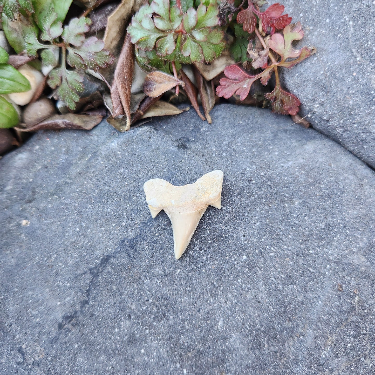 Dent de requin - petite - n°3