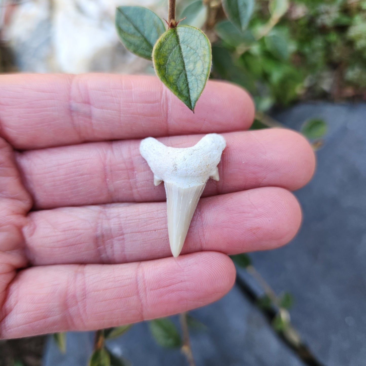 Dent de requin - petite - n°5