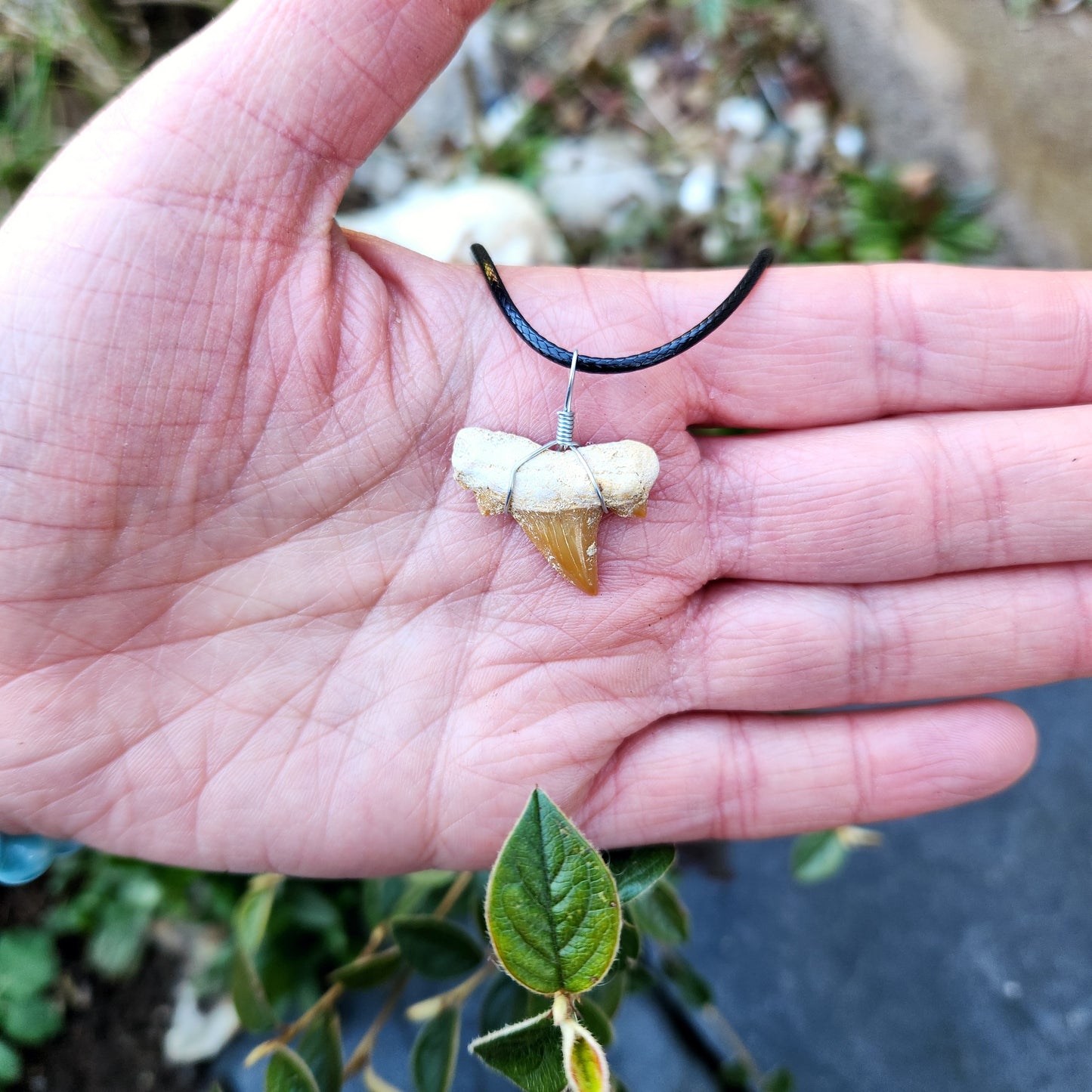 Dent de requin en collier - Brun