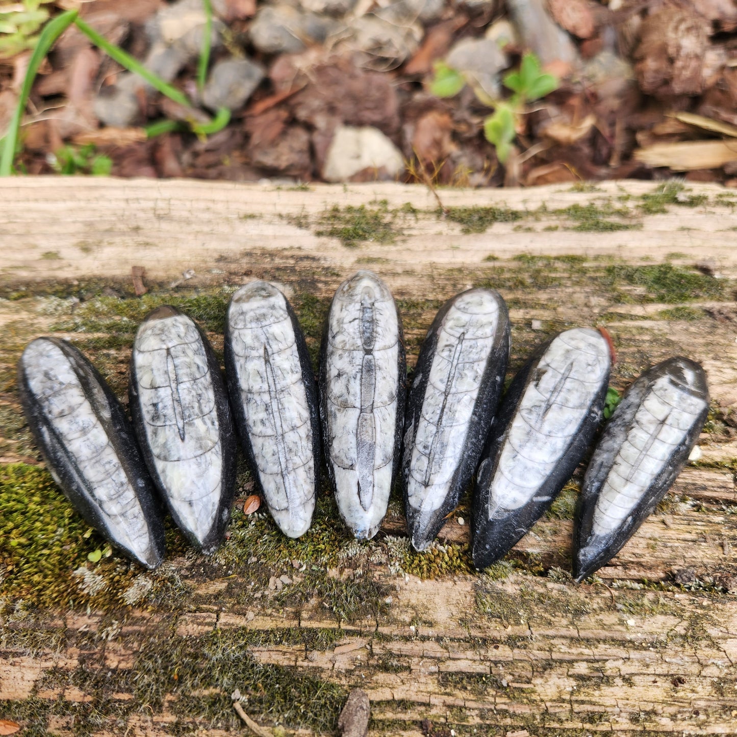 Orthoceras