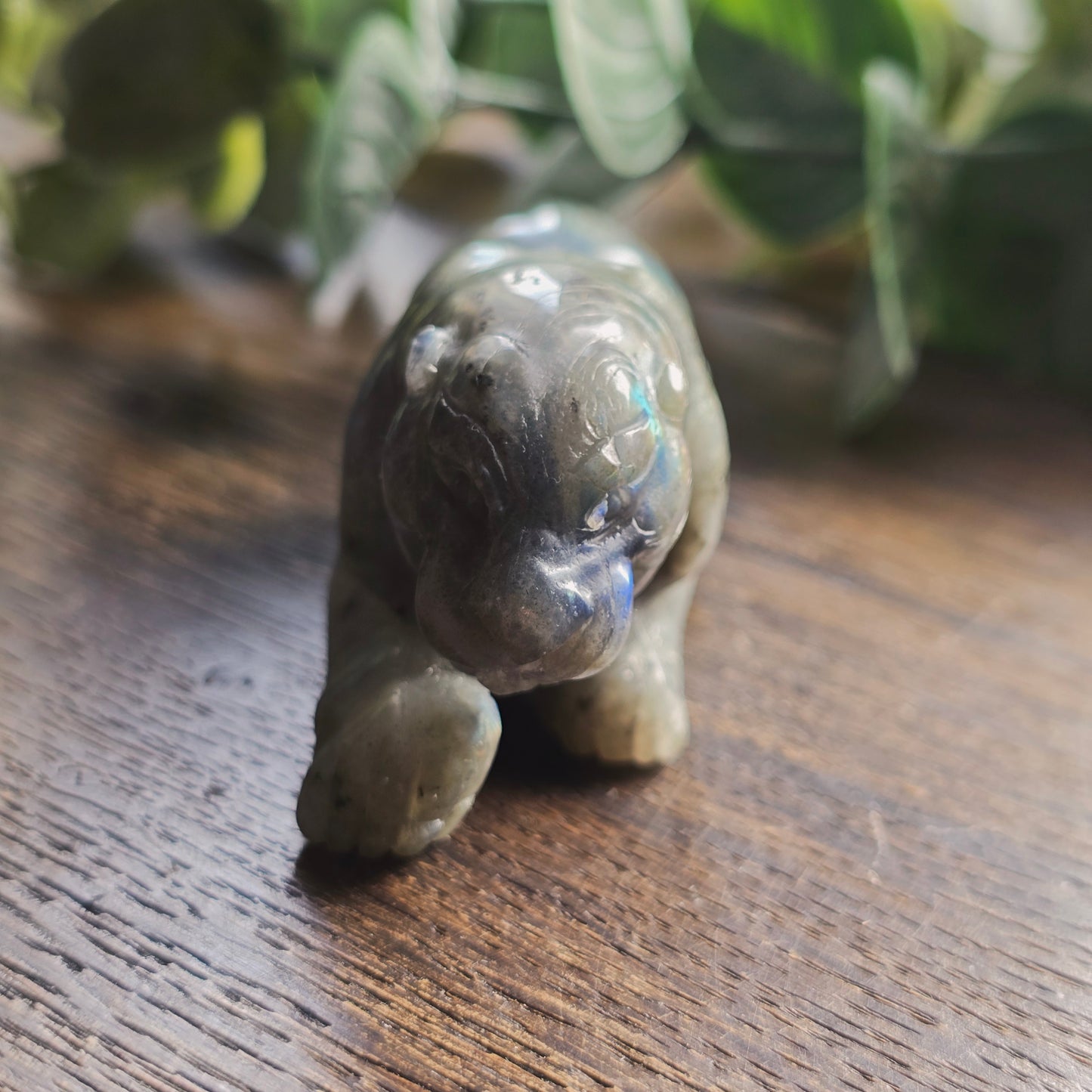 Léopard Labradorite - n°2