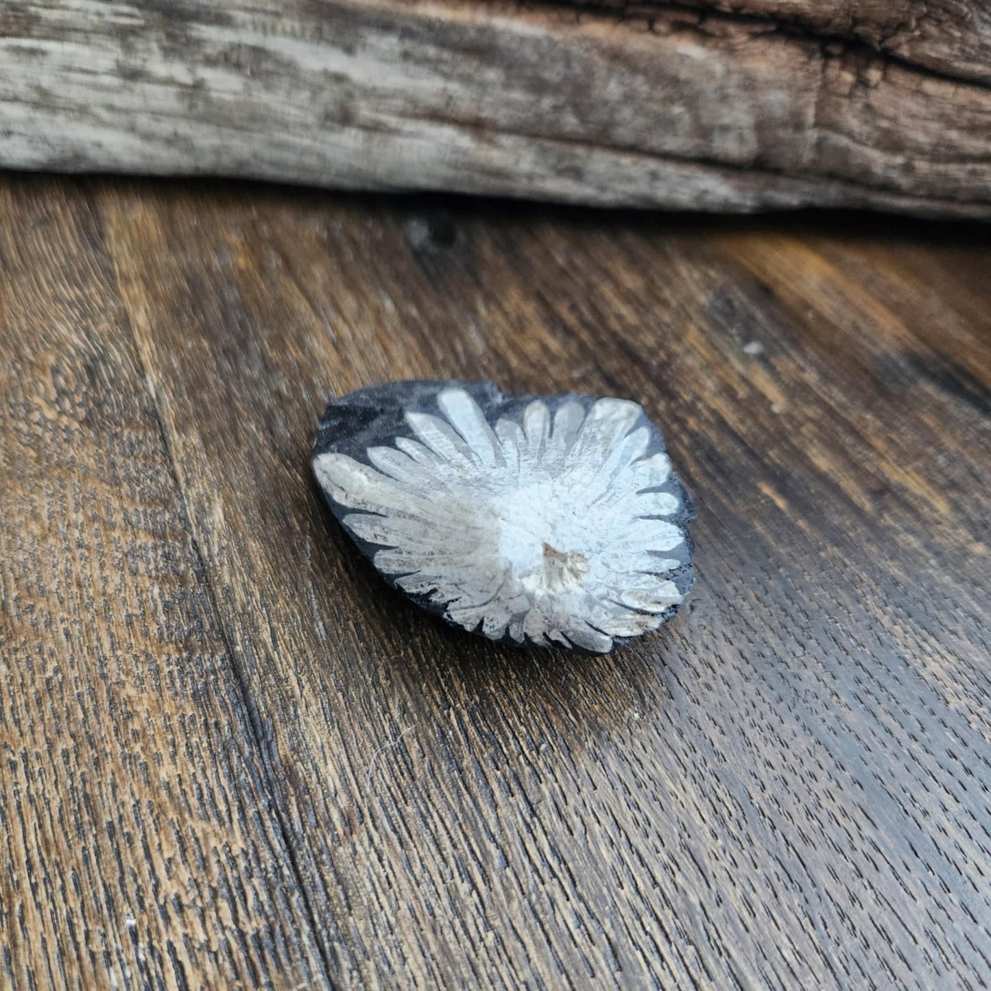 Chrysanthème - n°1