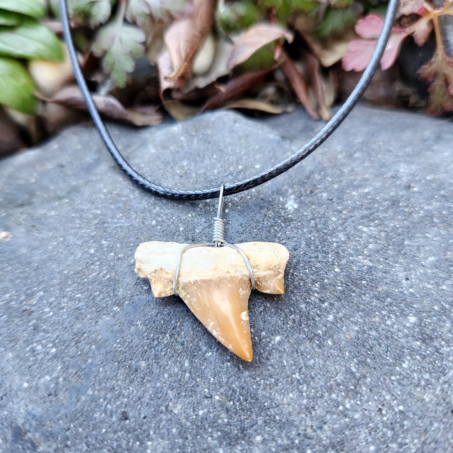Dent de requin en collier - Brun