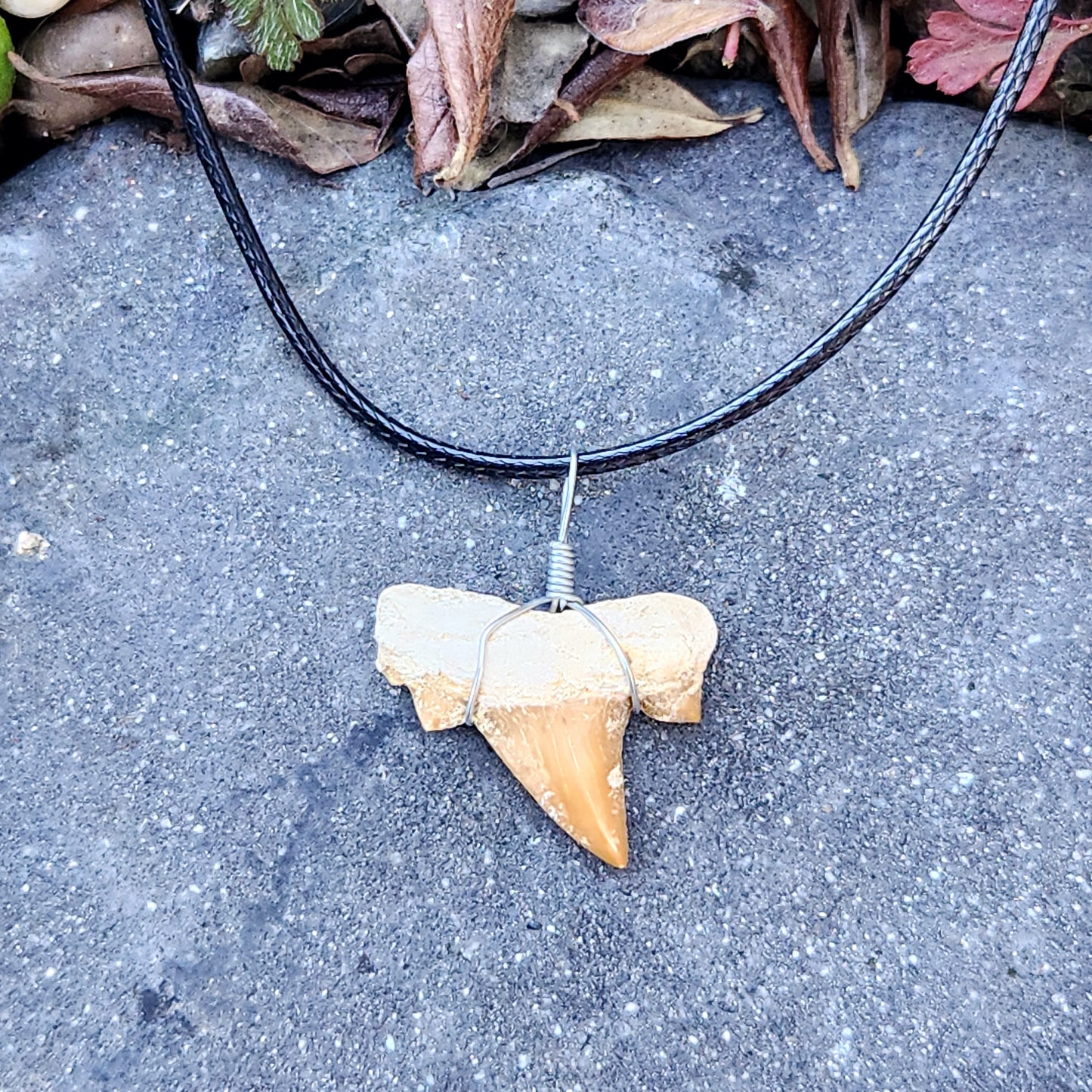 Dent de requin en collier - Brun