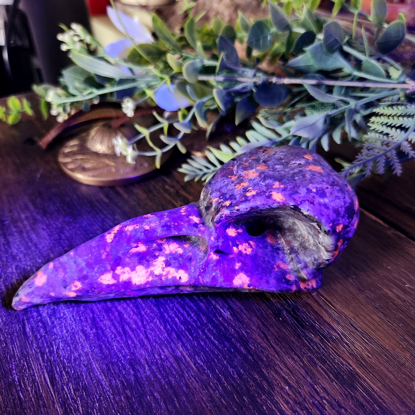 Crâne de corbeau en Yooperlite