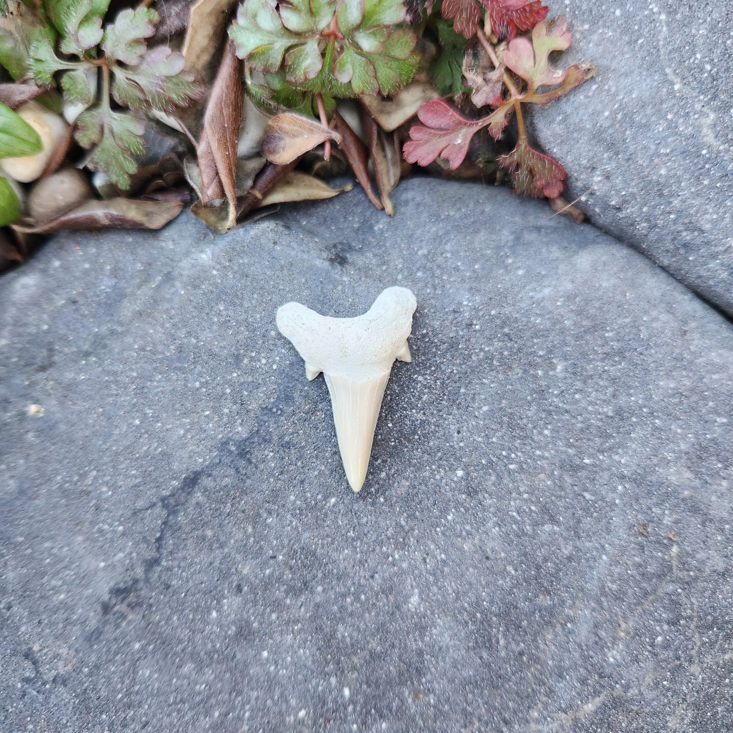 Dent de requin - petite - n°5