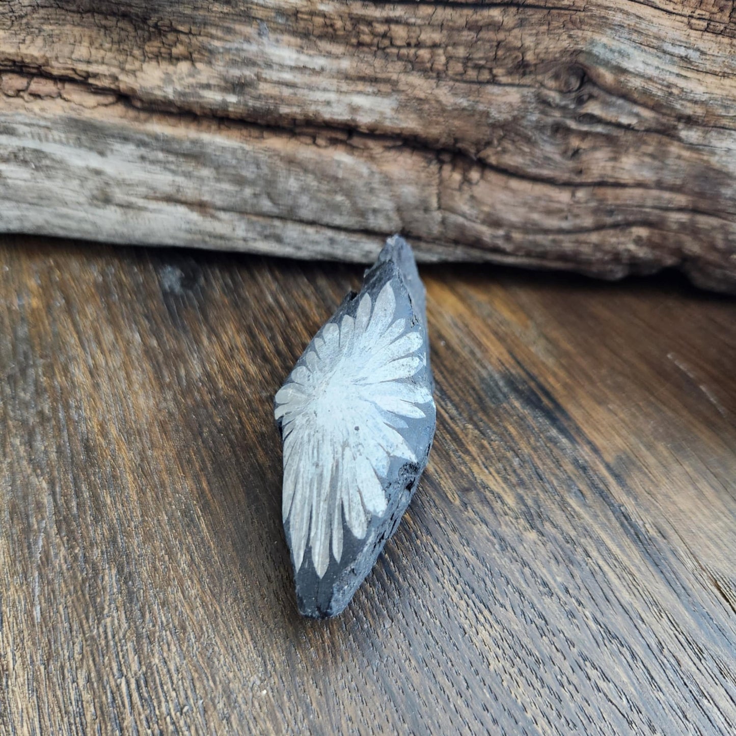 Chrysanthème - n°2