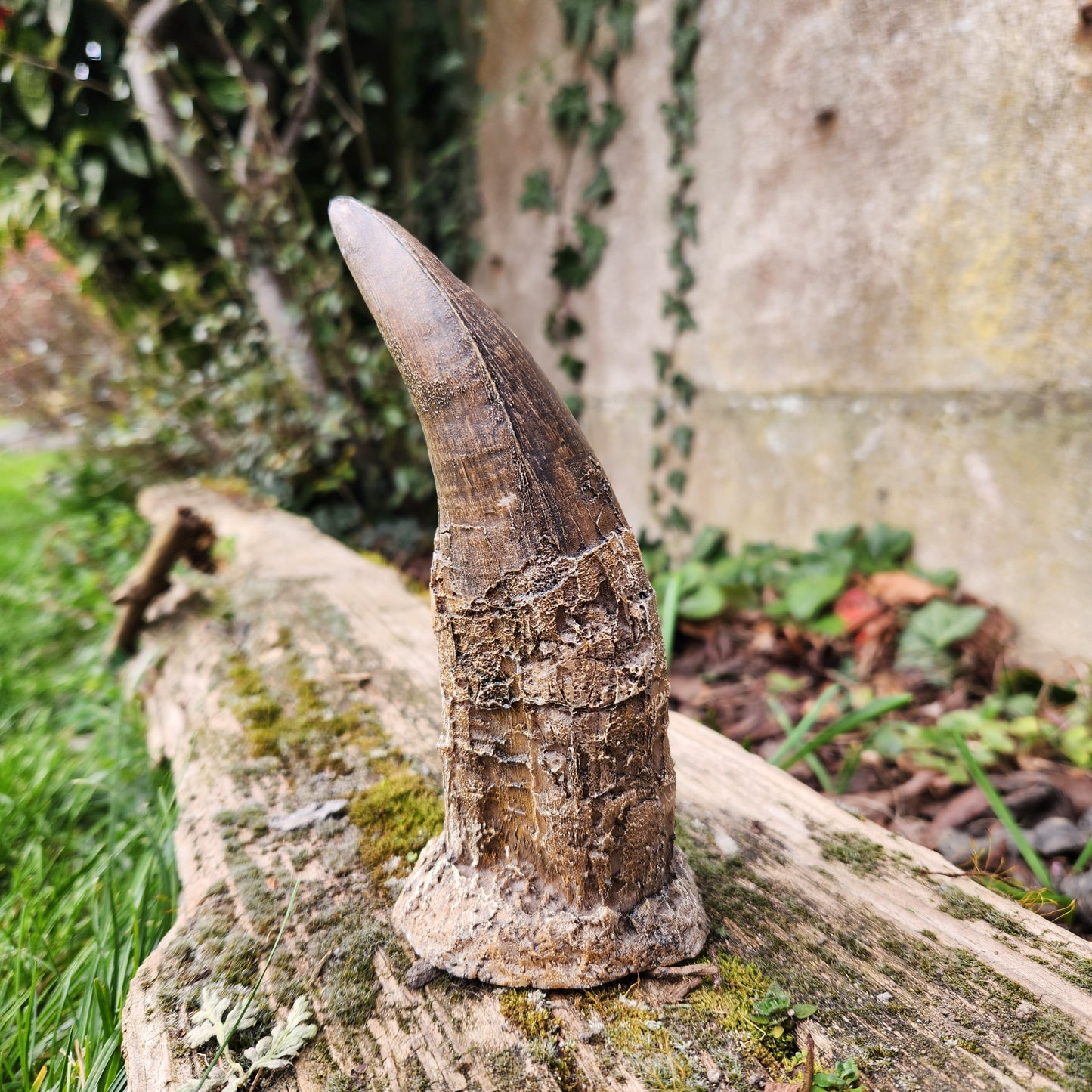 Dent de T-Rex en résine - n°1