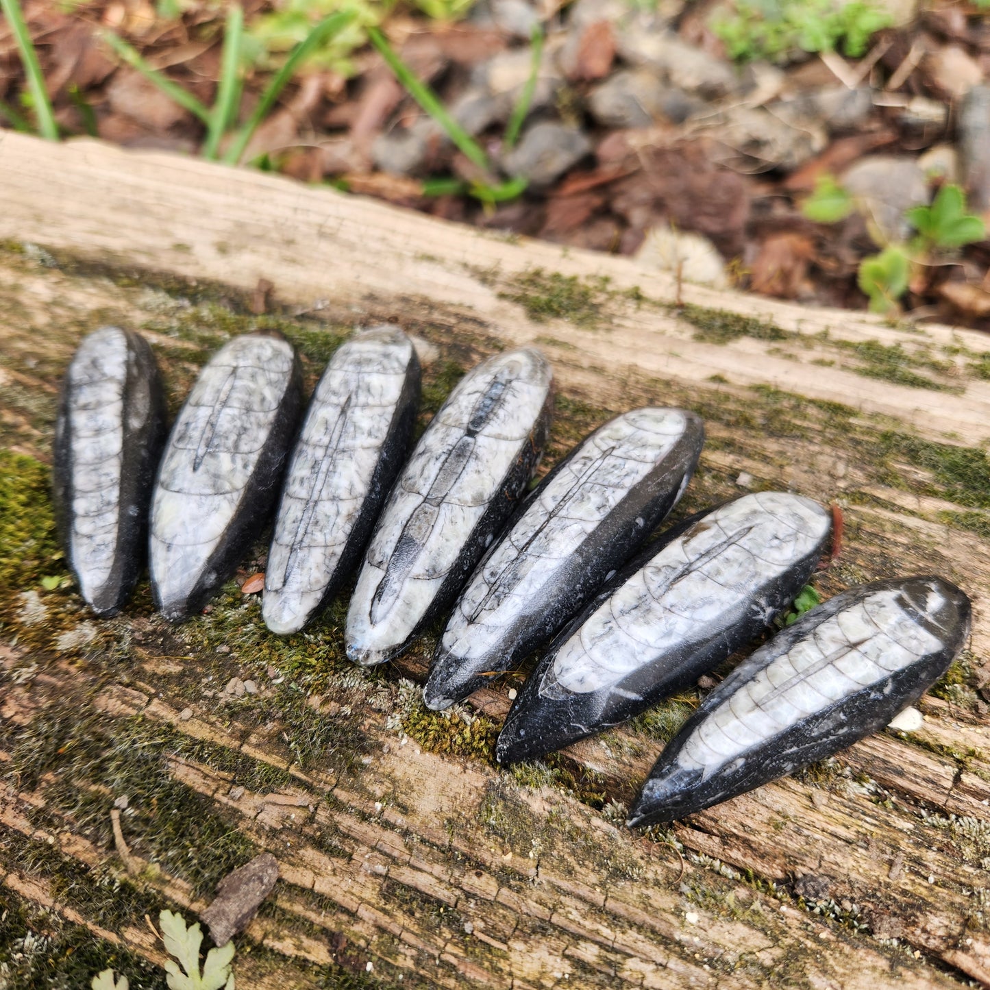 Orthoceras