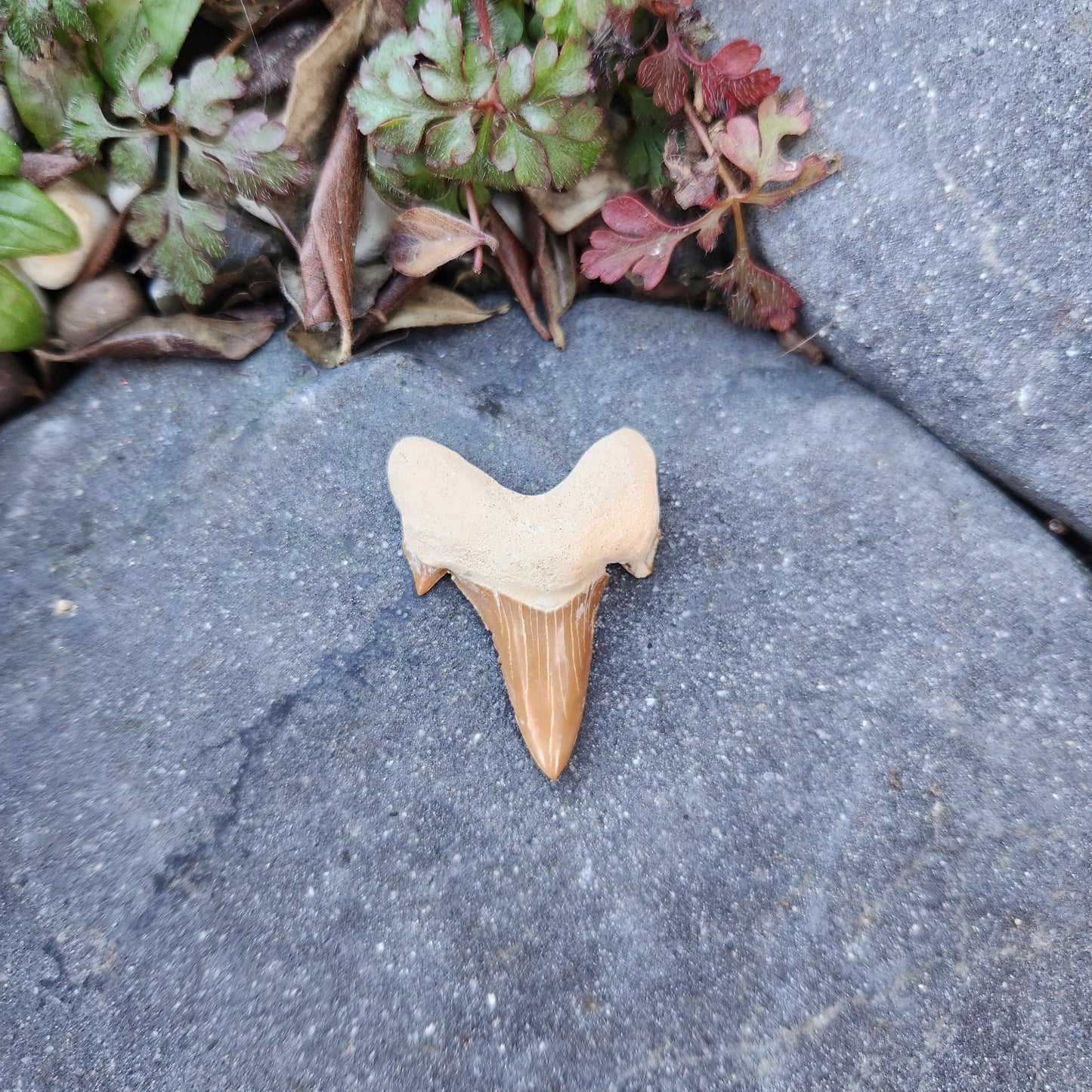 Dent de requin - grande - n°2