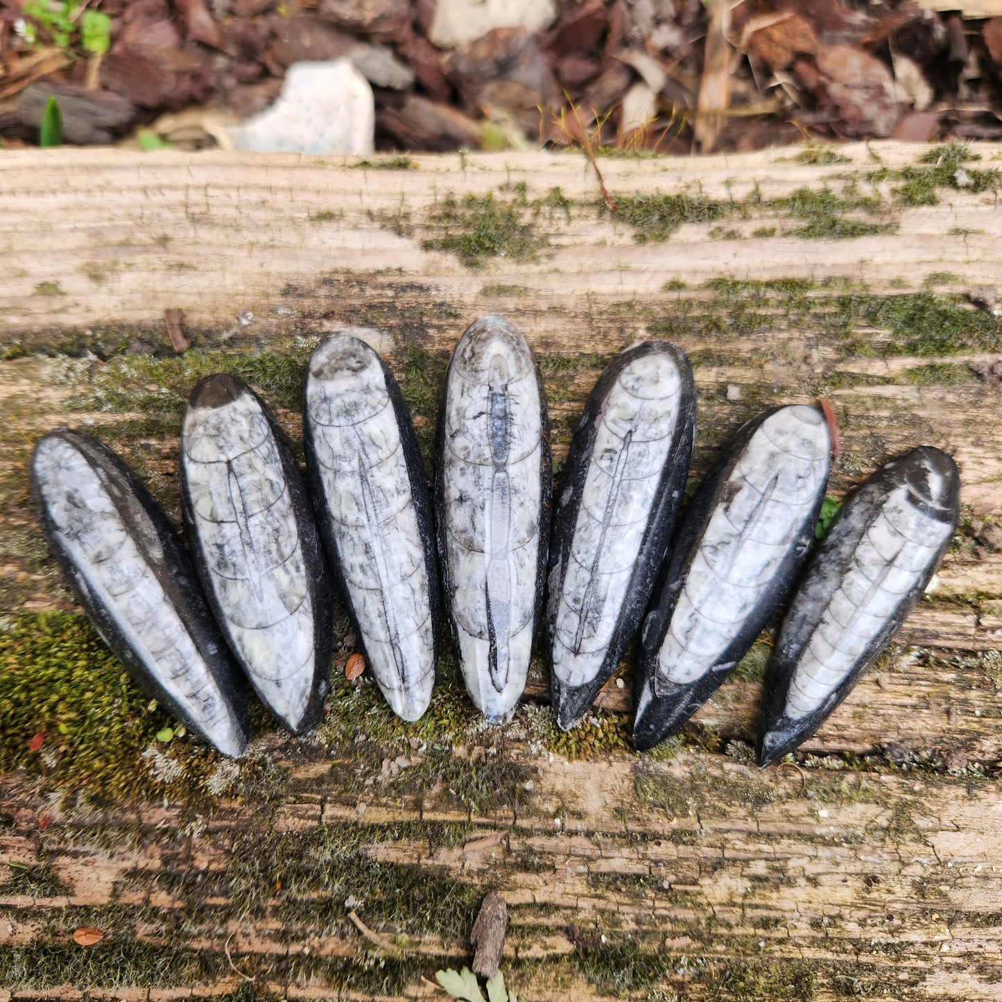Orthoceras