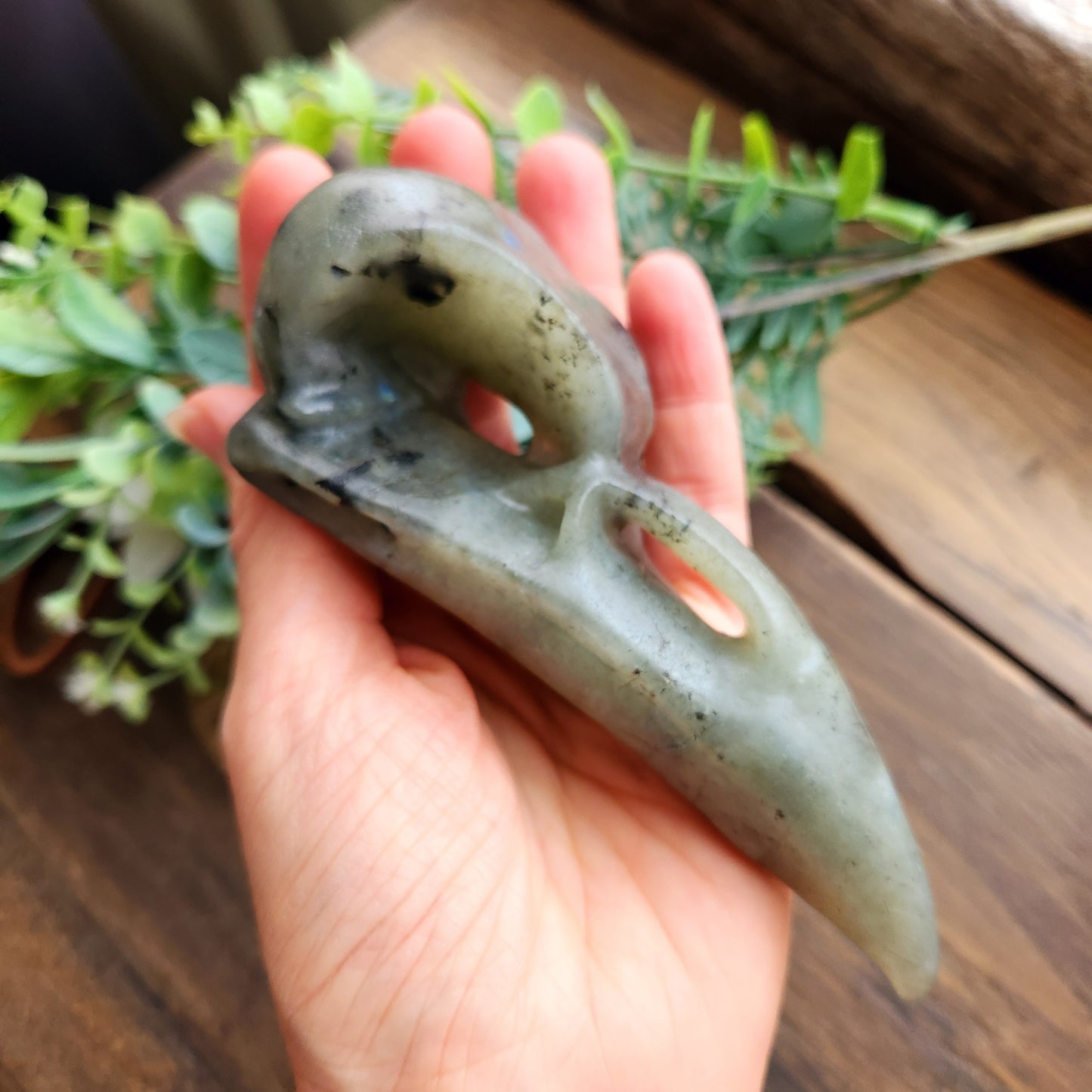 Crâne de corbeau en Labradorite