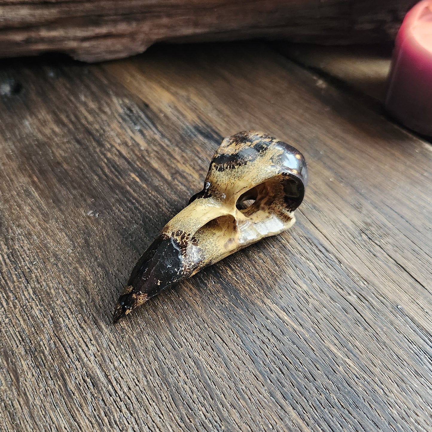 Crâne de corbeau en Bois fossilisé n°1