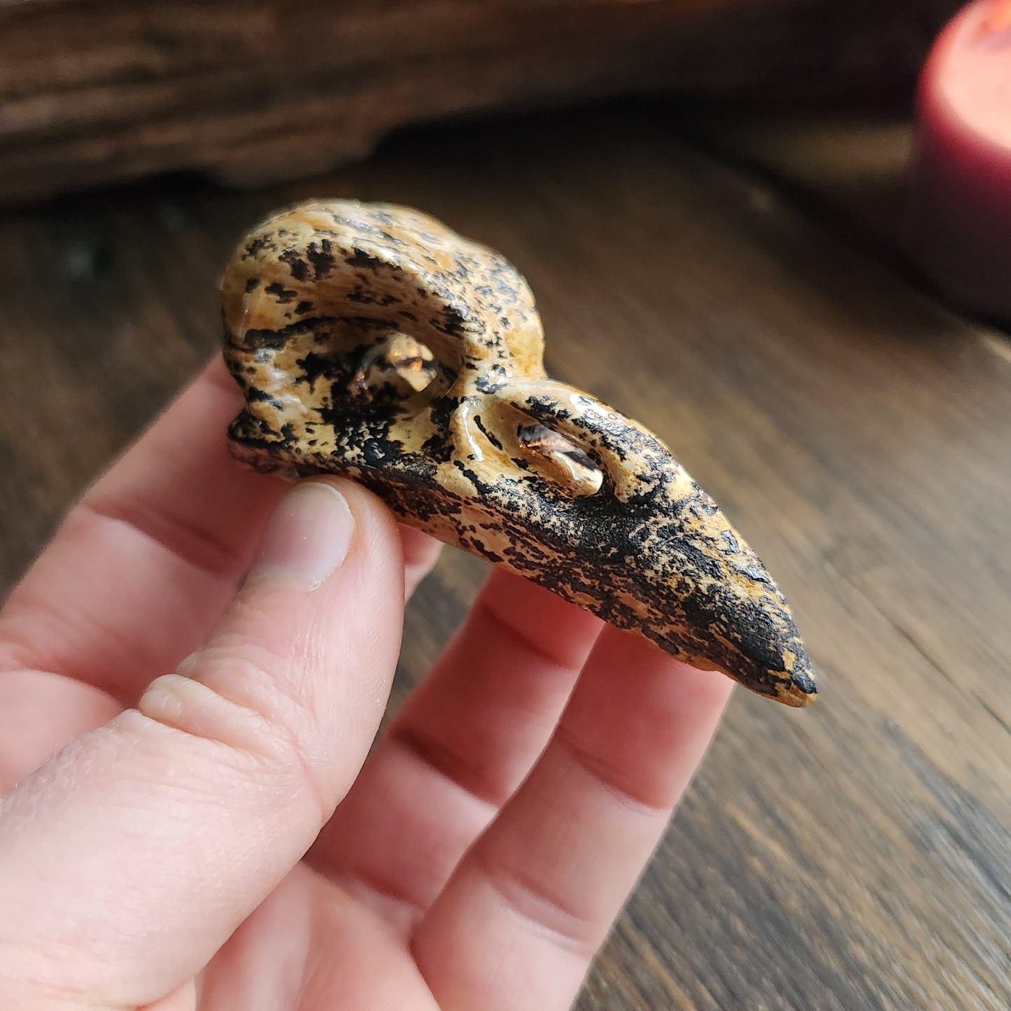 Crâne de corbeau en Bois fossilisé n°2