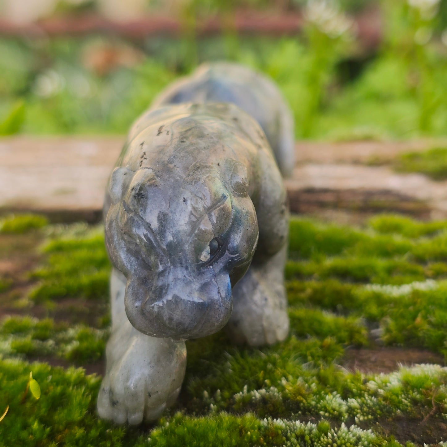 Léopard Labradorite - n°2