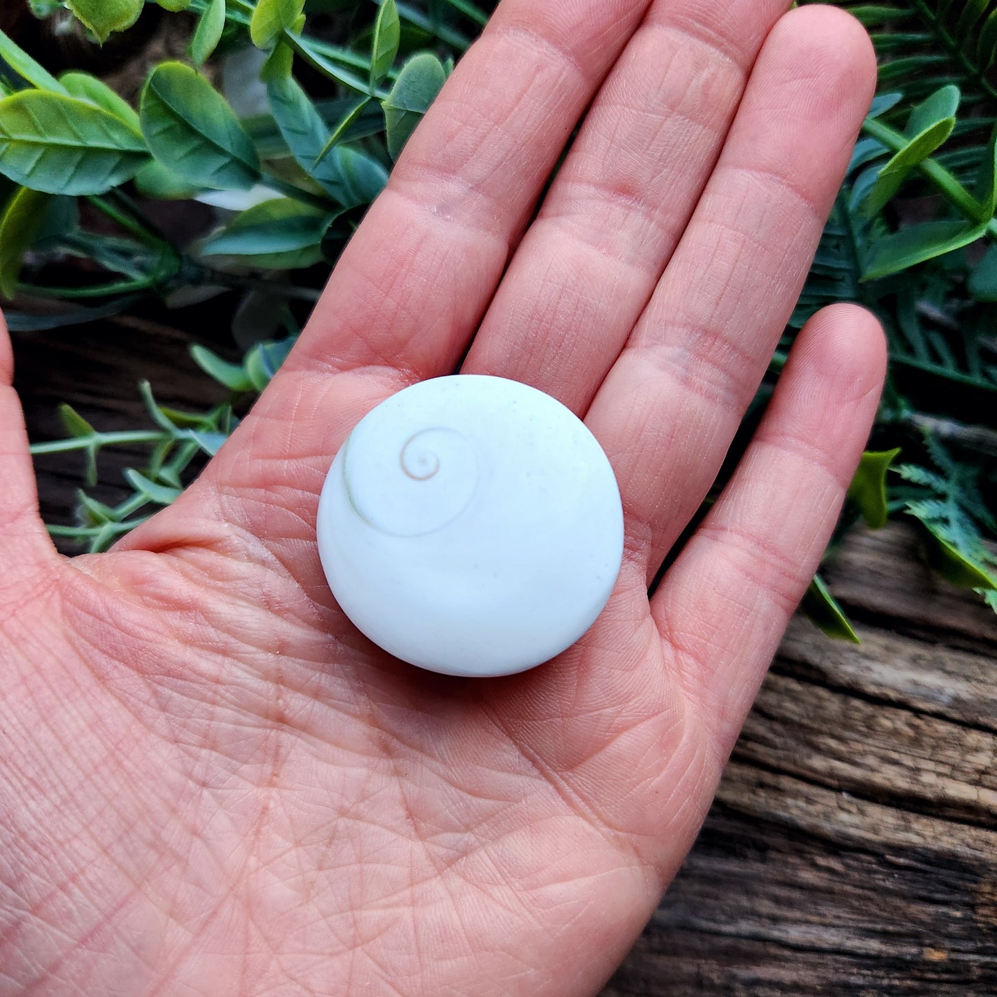 Galet en Œil de Sainte-Lucie