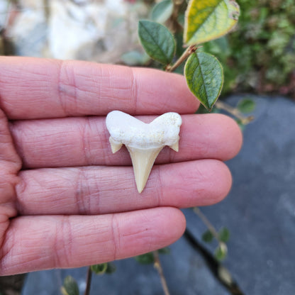 Dent de requin - petite - n°4