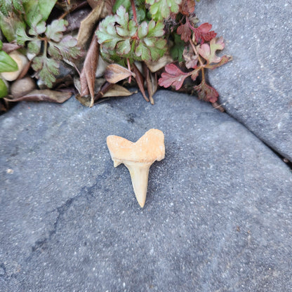 Dent de requin - petite - n°2