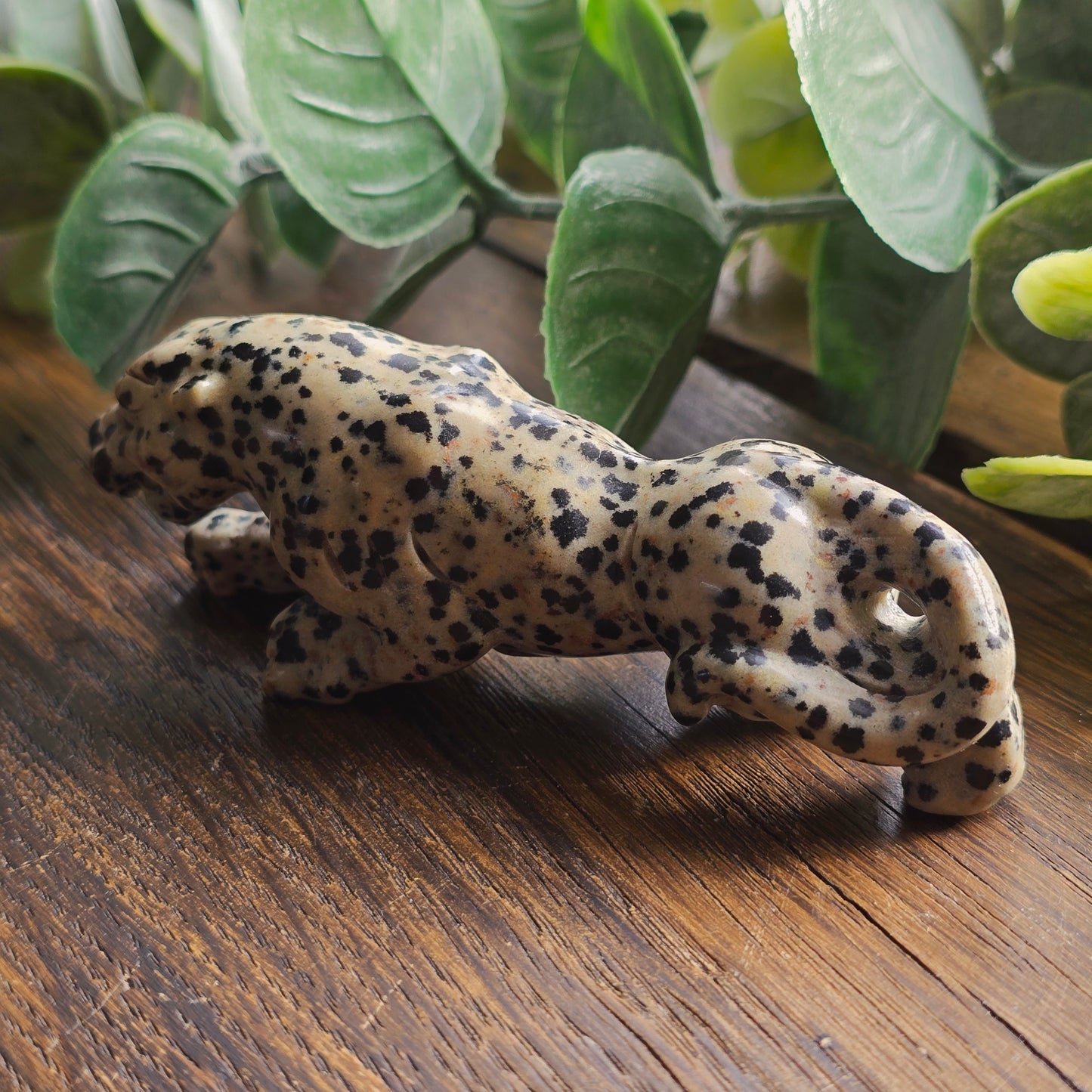 Léopard en Jaspe dalmatien - n°2