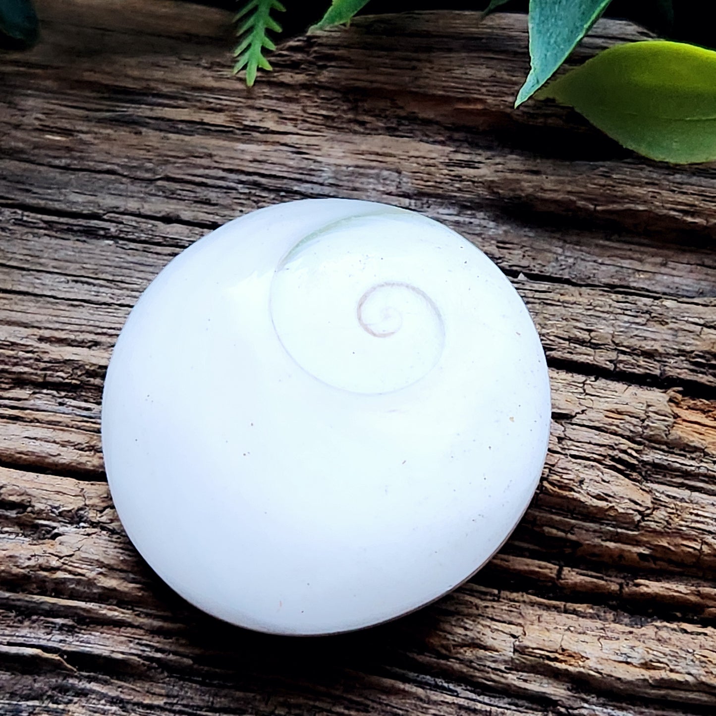 Galet en Œil de Sainte-Lucie