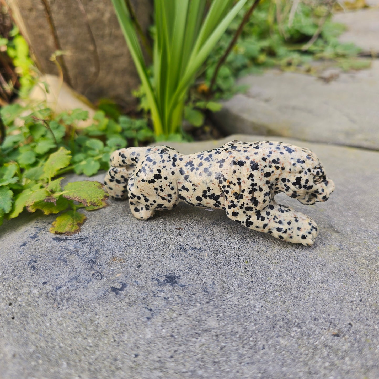 Léopard en Jaspe dalmatien - n°1
