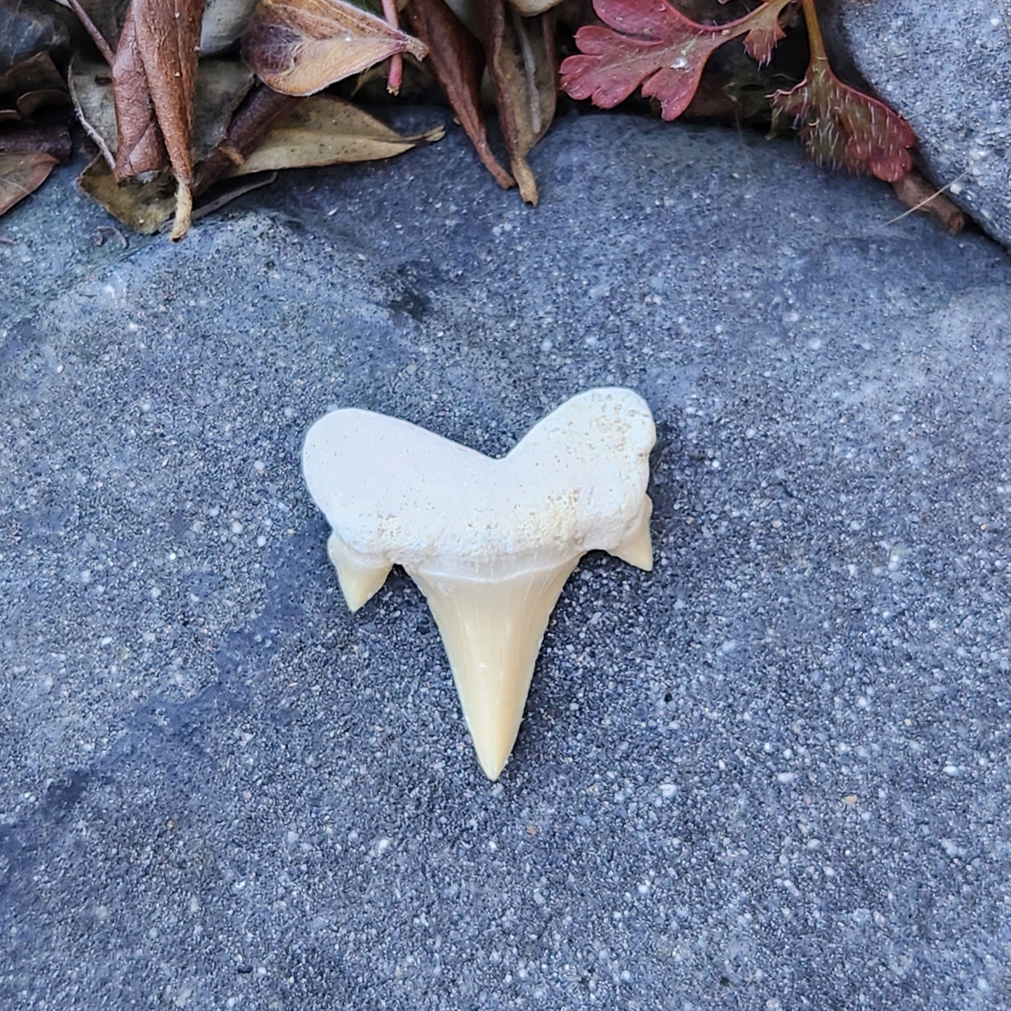 Dent de requin - petite - n°4