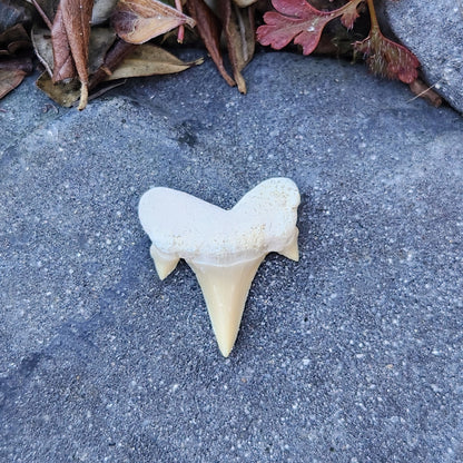 Dent de requin - petite - n°4