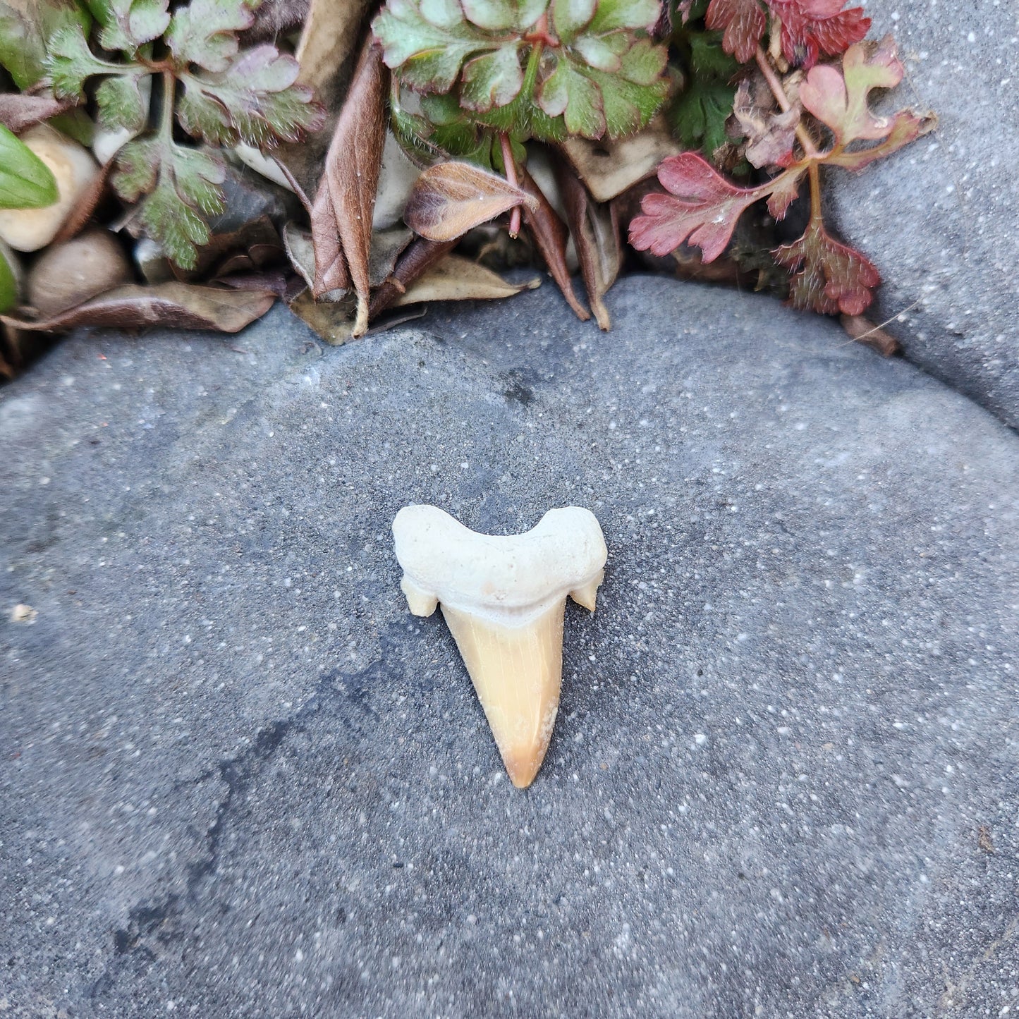 Dent de requin - petite - n°1