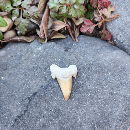 Dent de requin - petite - n°1