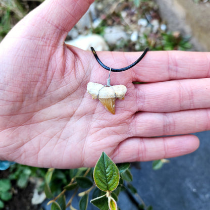 Dent de requin en collier - Brun