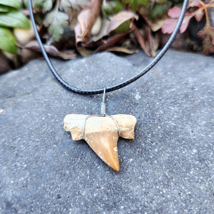Dent de requin en collier - Brun