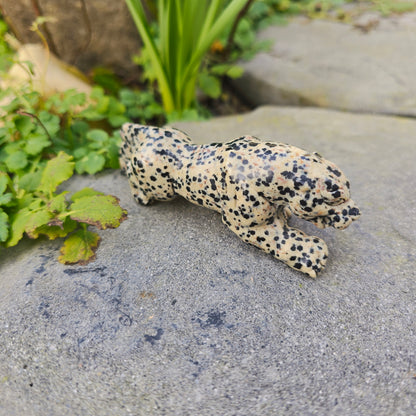 Léopard en Jaspe dalmatien - n°2