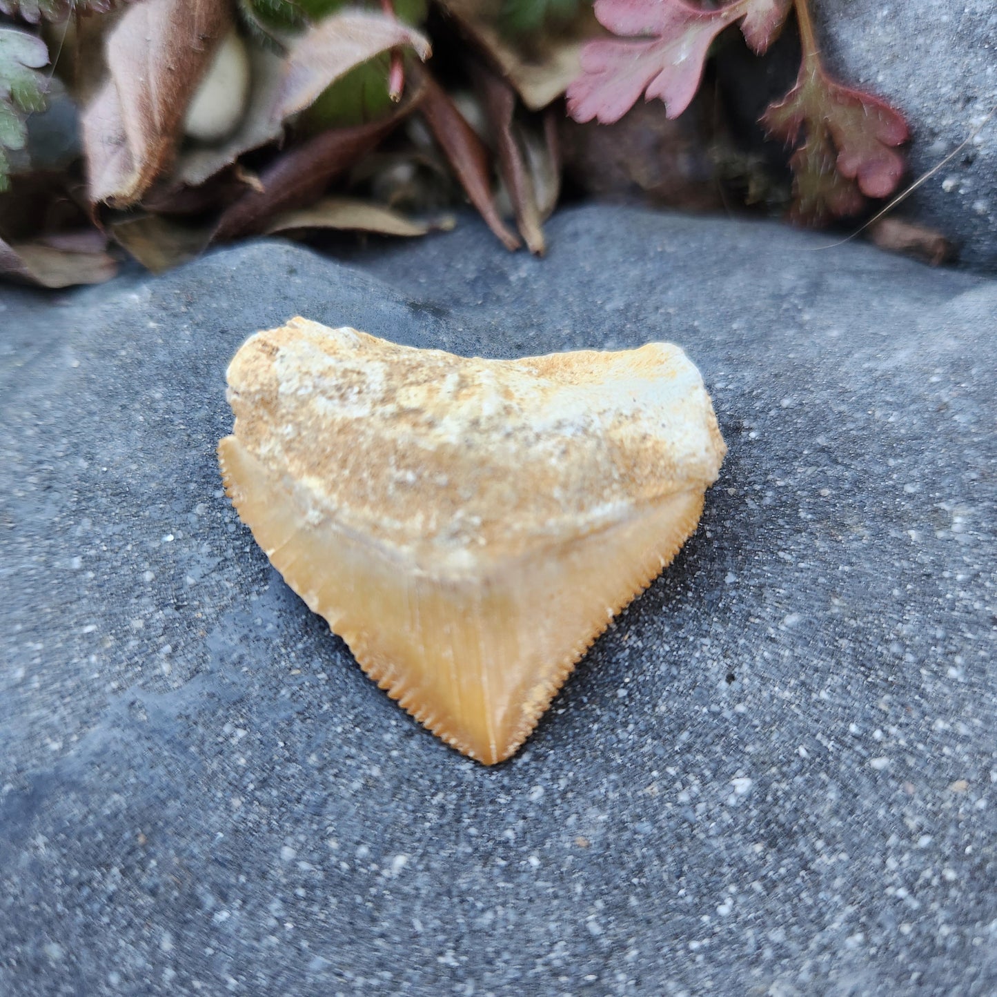 Dent de requin Squalicorax - n°2