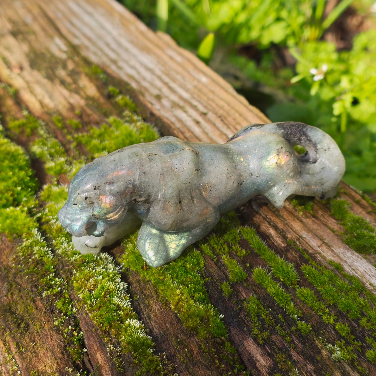 Léopard Labradorite - n°1