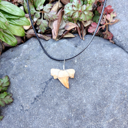Dent de requin en collier - Brun