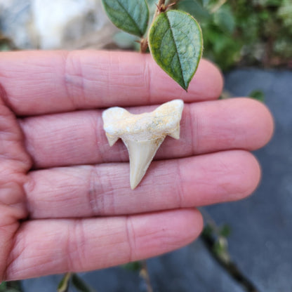 Dent de requin - petite - n°3