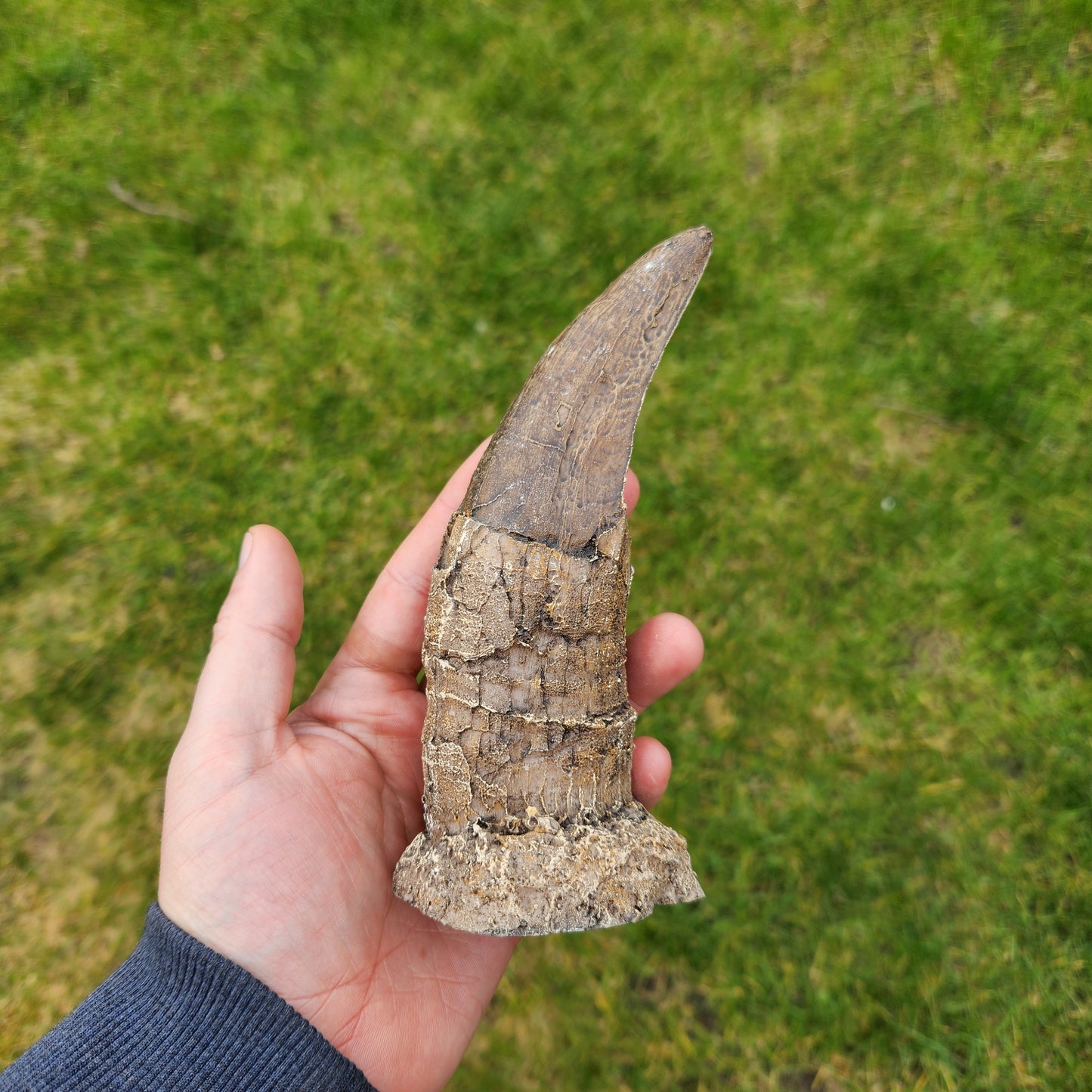 Dent de T-Rex en résine - n°1