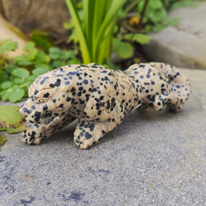 Léopard en Jaspe dalmatien - n°2