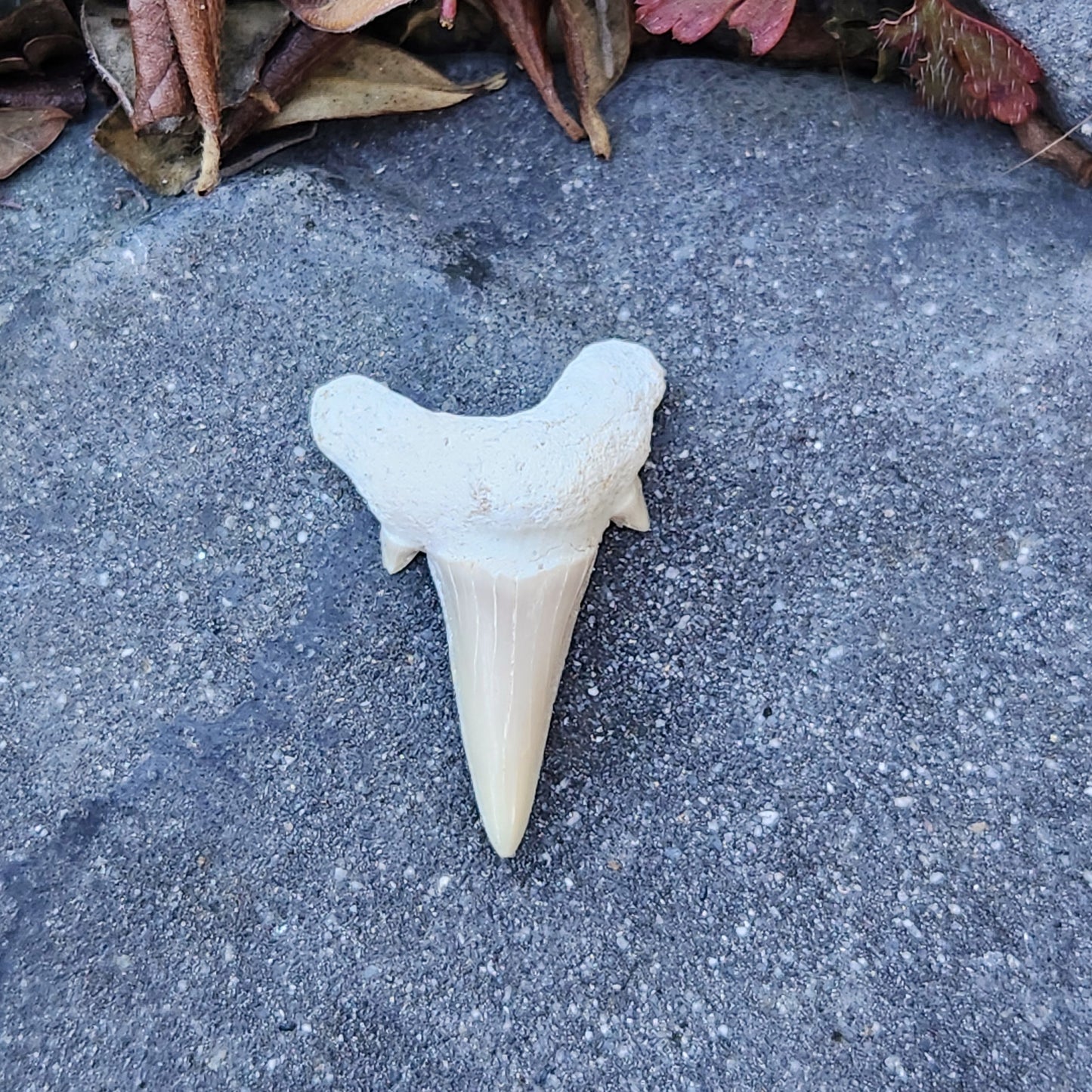 Dent de requin - petite - n°5
