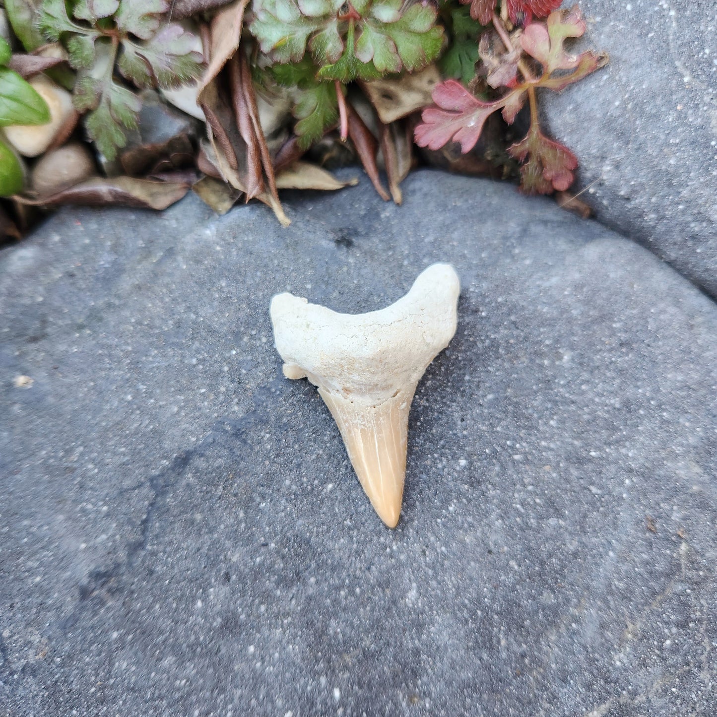 Dent de requin - grande - n°4