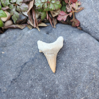 Dent de requin - grande - n°4