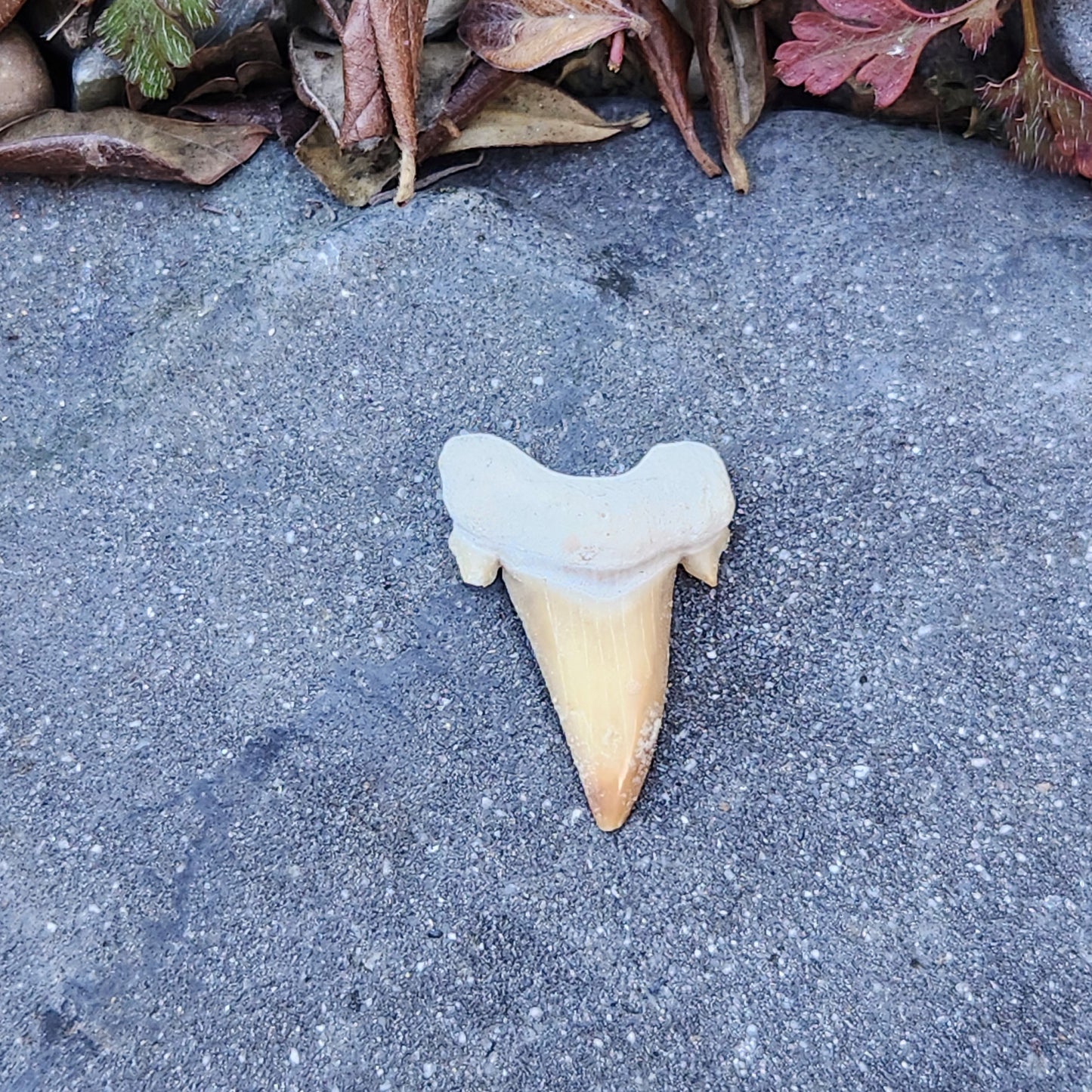 Dent de requin - petite - n°1