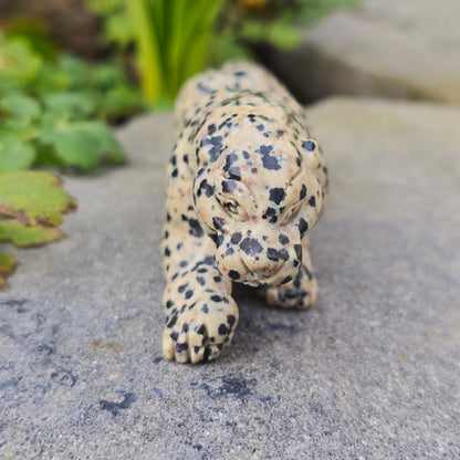 Léopard en Jaspe dalmatien - n°2