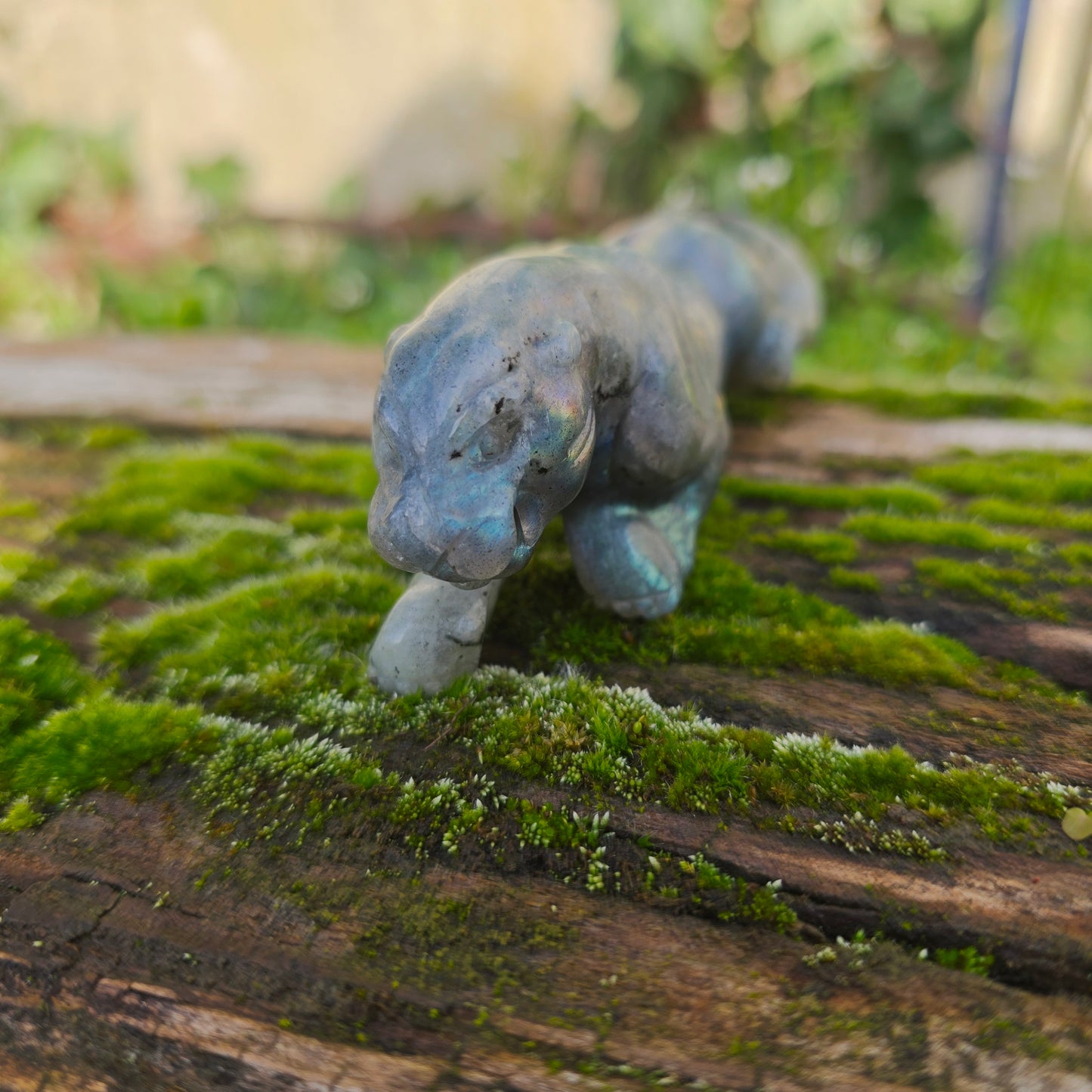 Léopard Labradorite - n°1