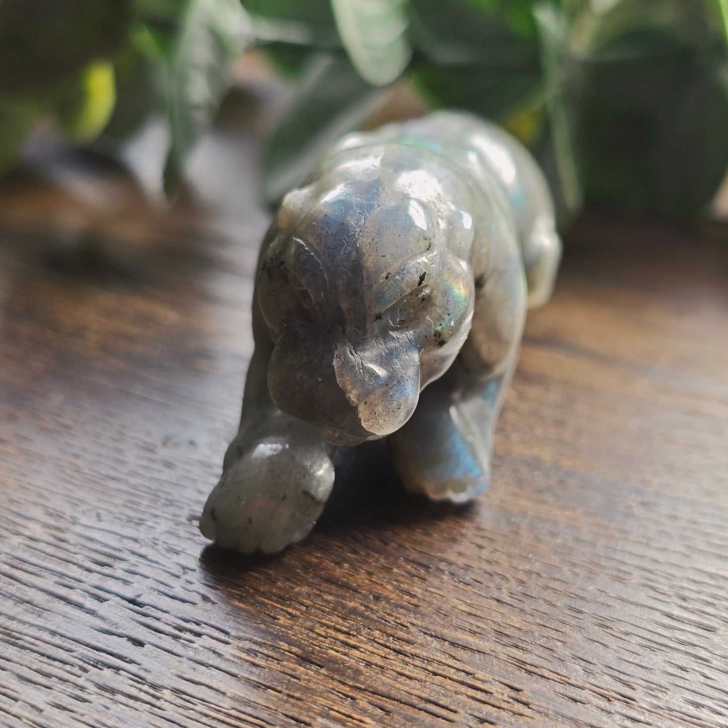 Léopard Labradorite - n°1