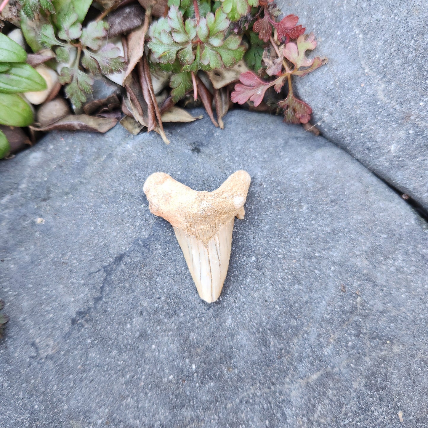 Dent de requin - grande - n°5