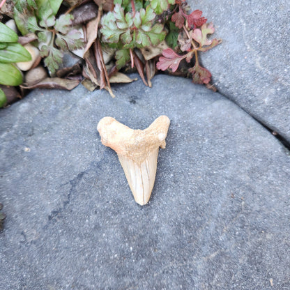 Dent de requin - grande - n°5