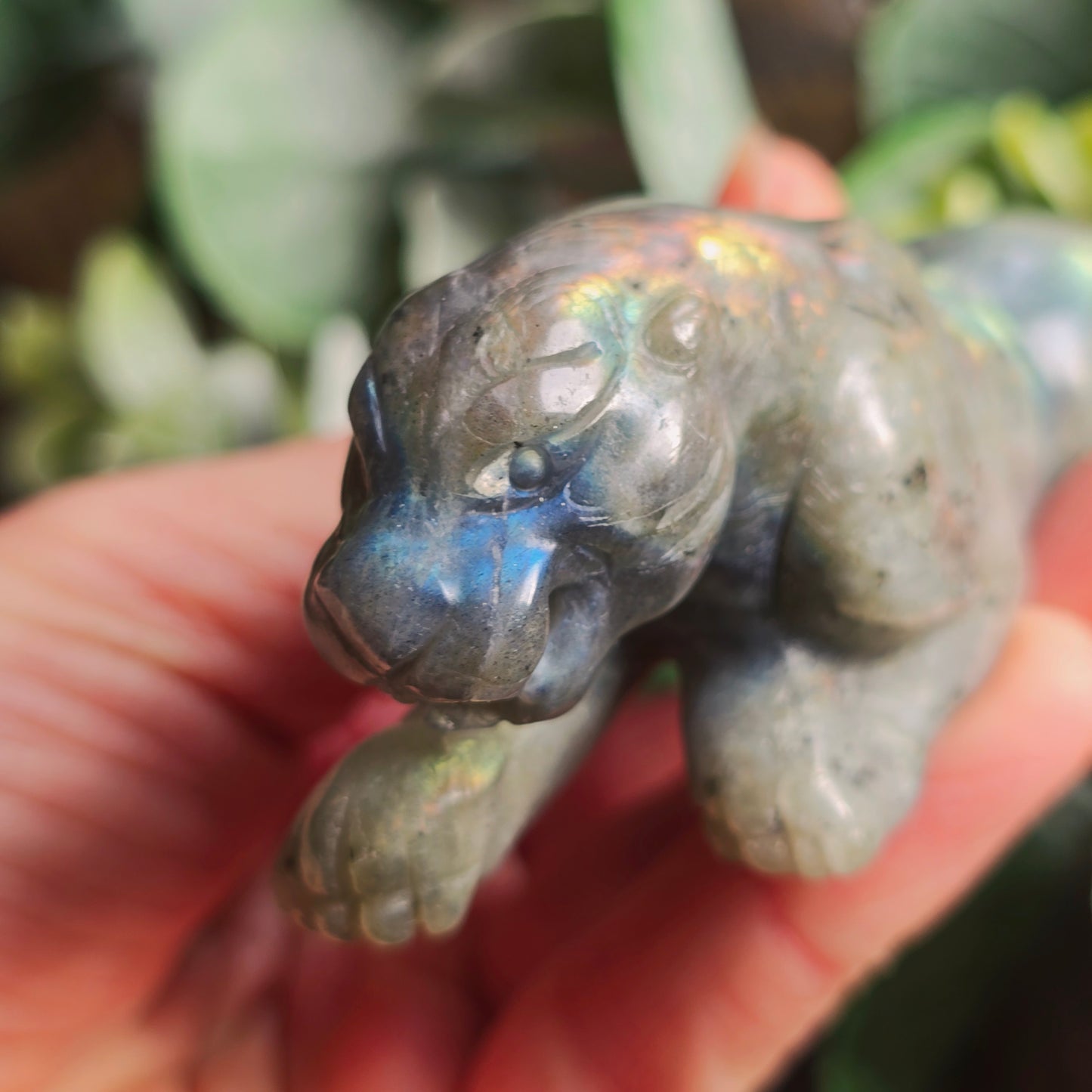 Léopard Labradorite - n°2