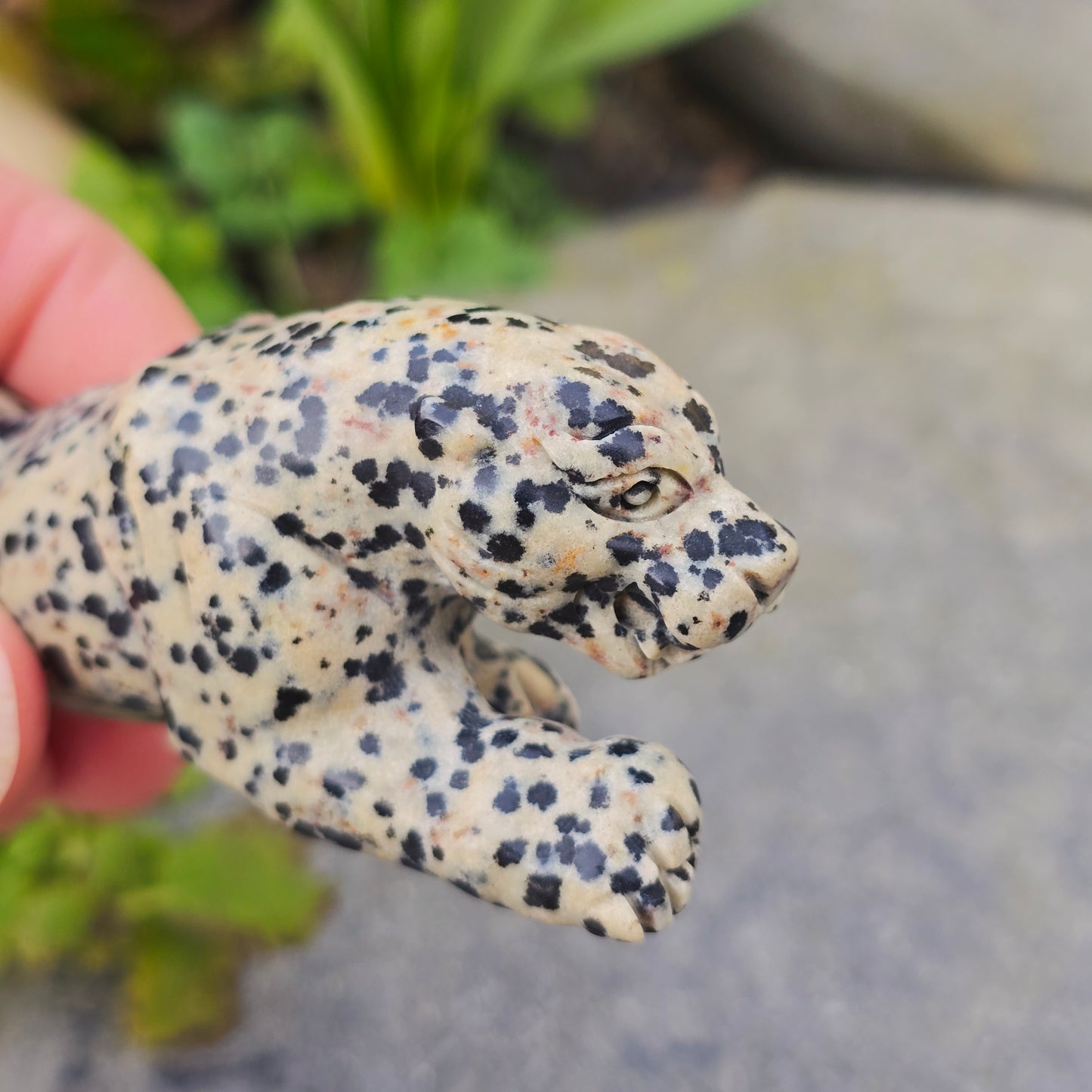 Léopard en Jaspe dalmatien - n°2